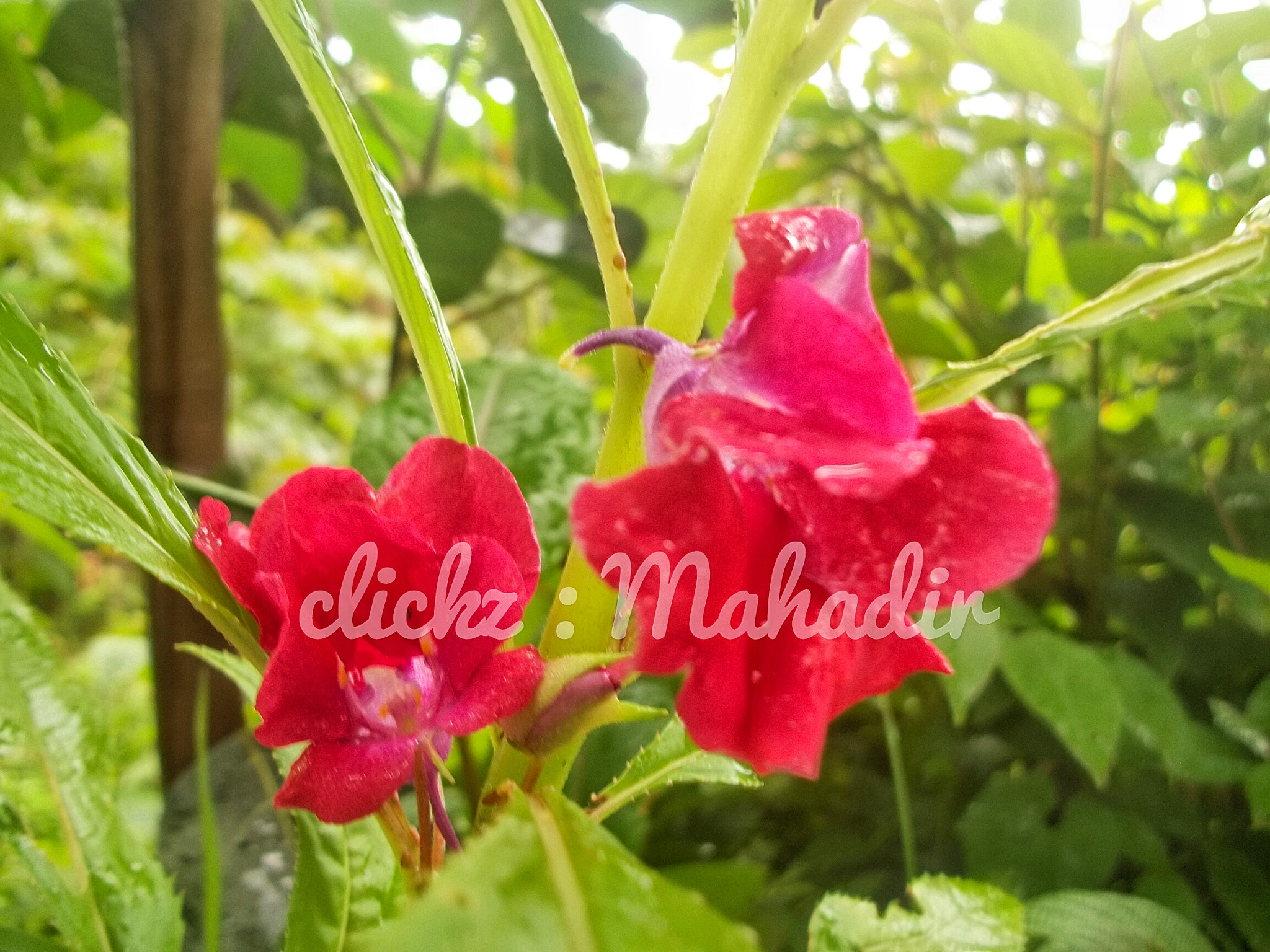 Kodak EASYSHARE C183 DIGITAL CAMERA sample photo. A flower in my garden photography