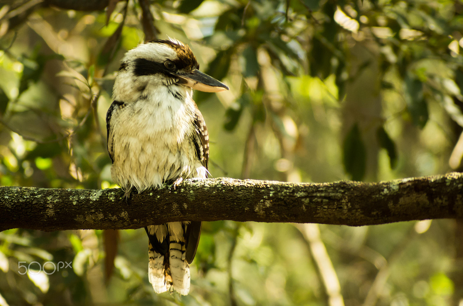 smc PENTAX-F 35-105mm F4-5.6 sample photo. Kookaburra after bath photography