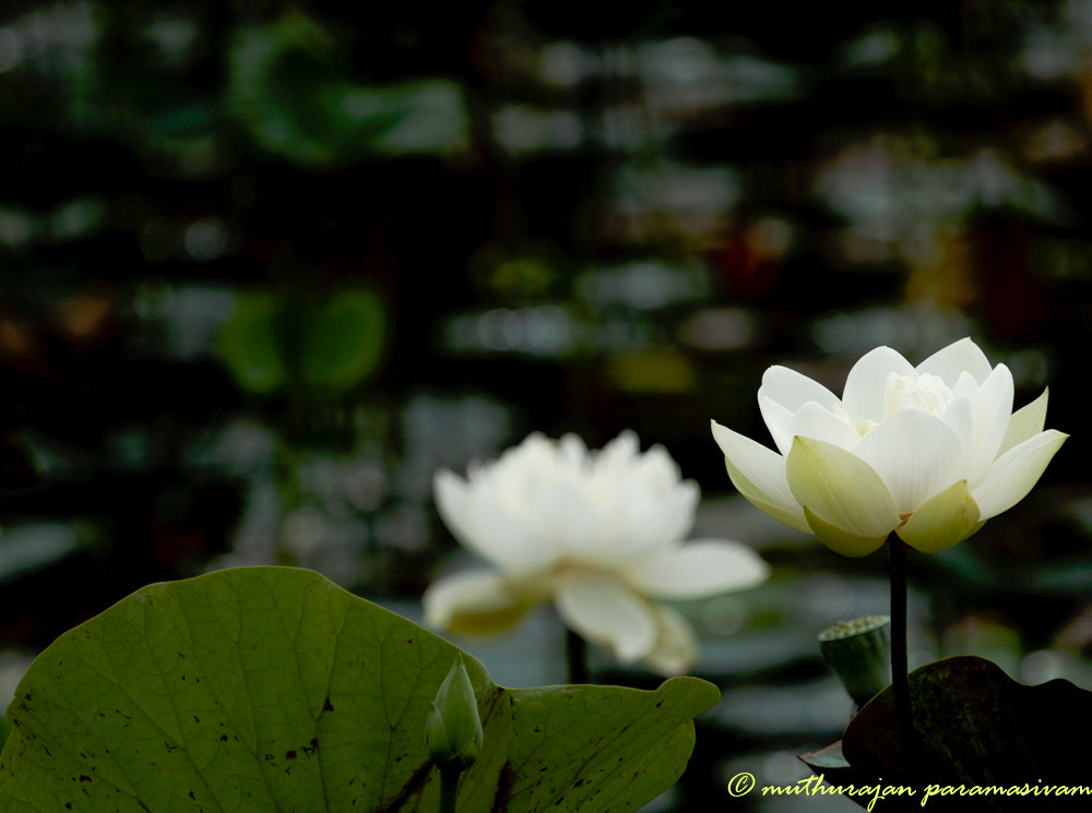 Canon EF 100-400mm F4.5-5.6L IS USM sample photo
