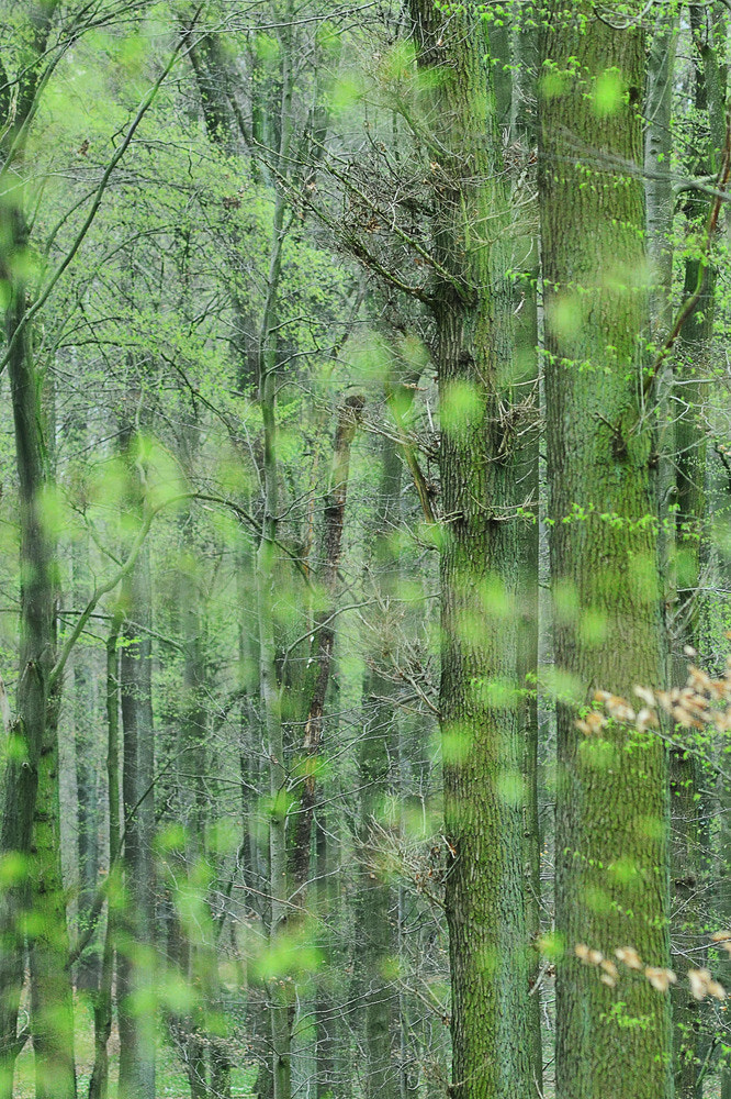 Nikon D7000 + Nikon AF Nikkor 180mm F2.8D ED-IF sample photo. A tender breeze of green photography