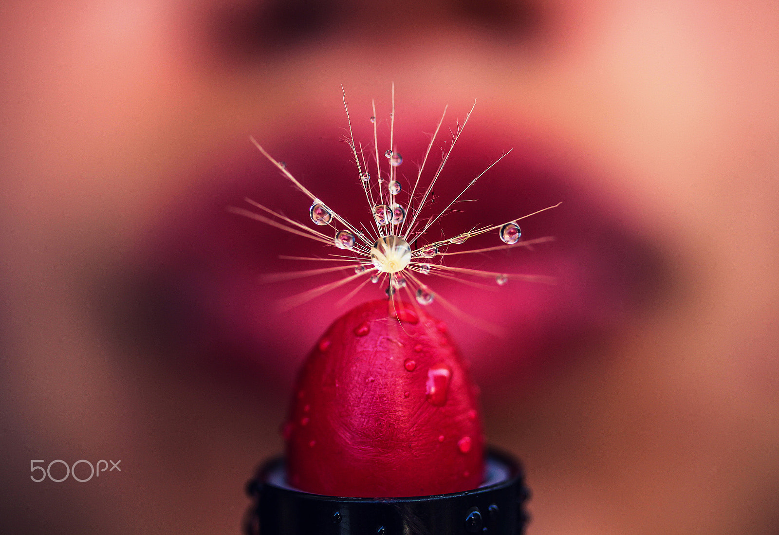 Canon EF-S 60mm F2.8 Macro USM sample photo. Shower of kisses photography