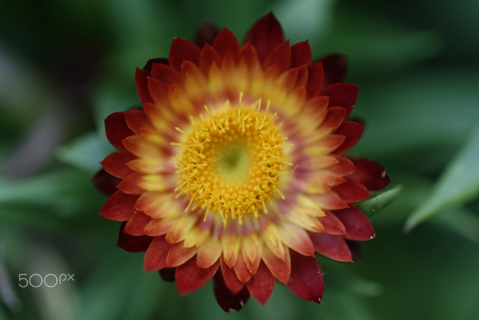 Nikon AF-S Micro-Nikkor 60mm F2.8G ED sample photo. Red beautiful flower photography