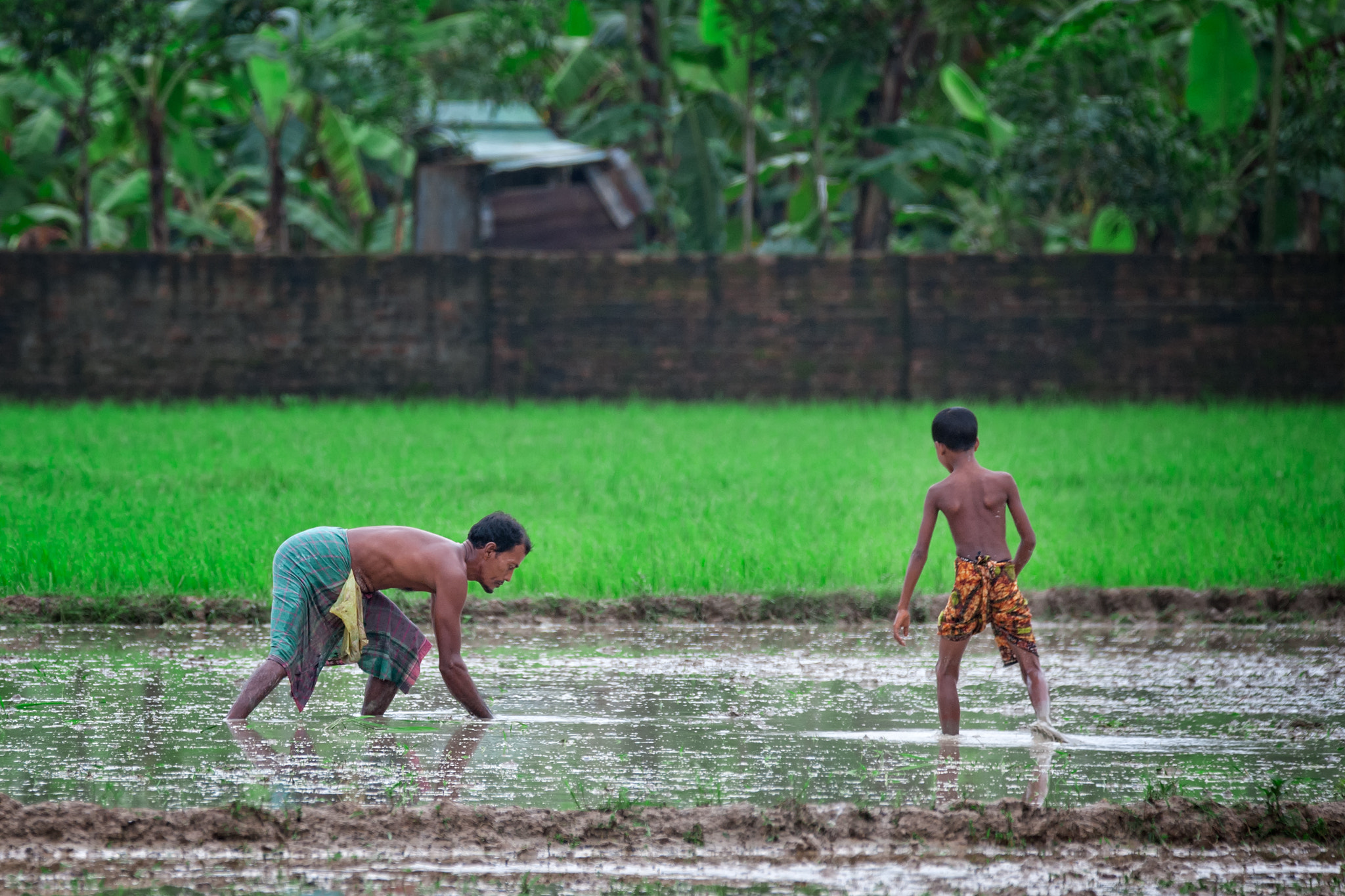 Sigma 150-600mm F5-6.3 DG OS HSM | C sample photo. They make bangladesh survive photography