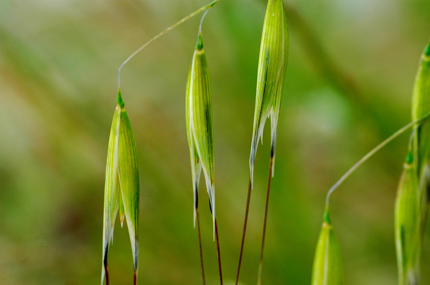 Nikon D70s + Sigma Macro 90mm F2.8 sample photo. A photography