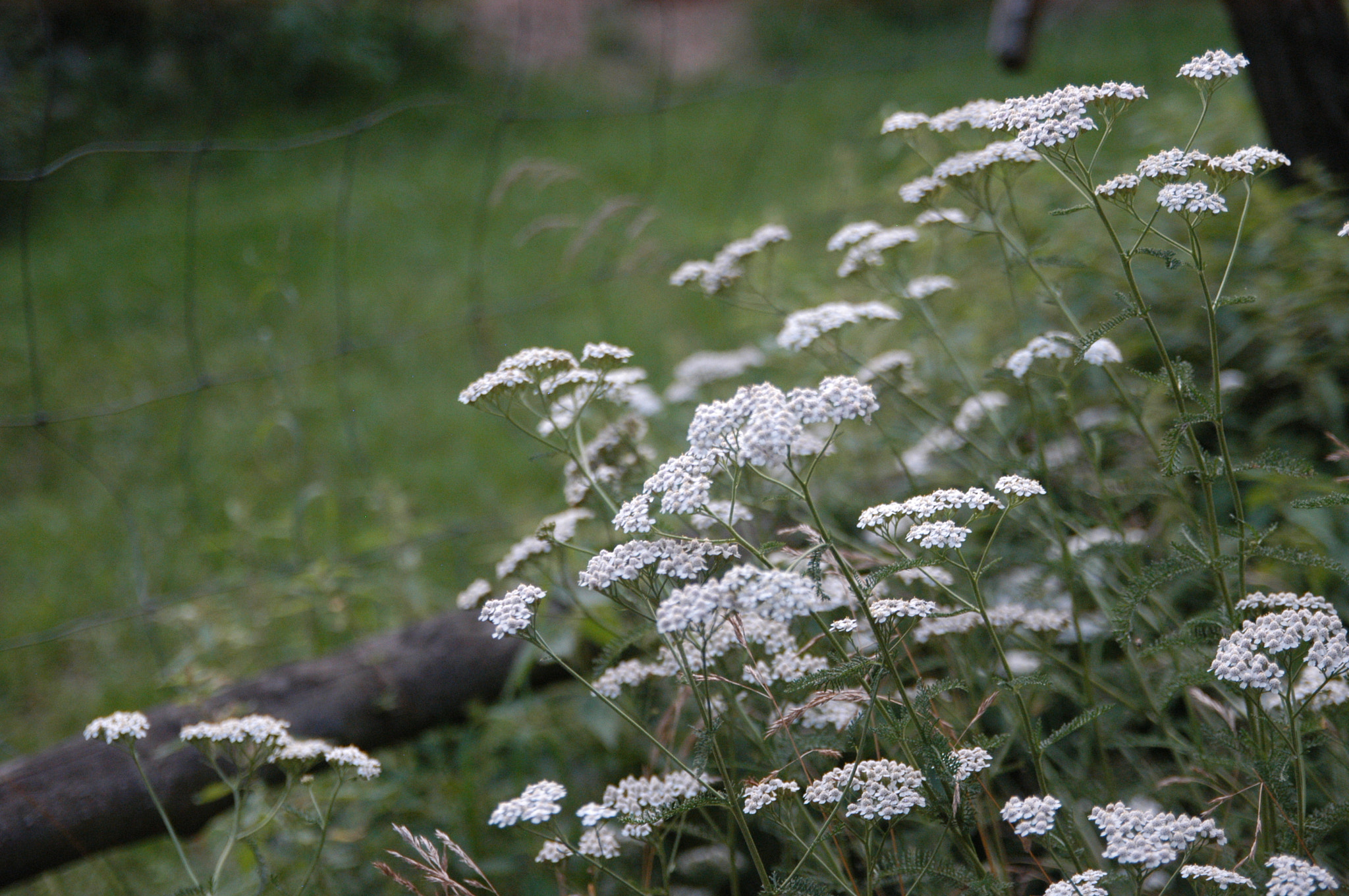 Nikon D100 + Sigma 18-50mm F2.8 EX DC sample photo. Dsc_0861.jpg photography