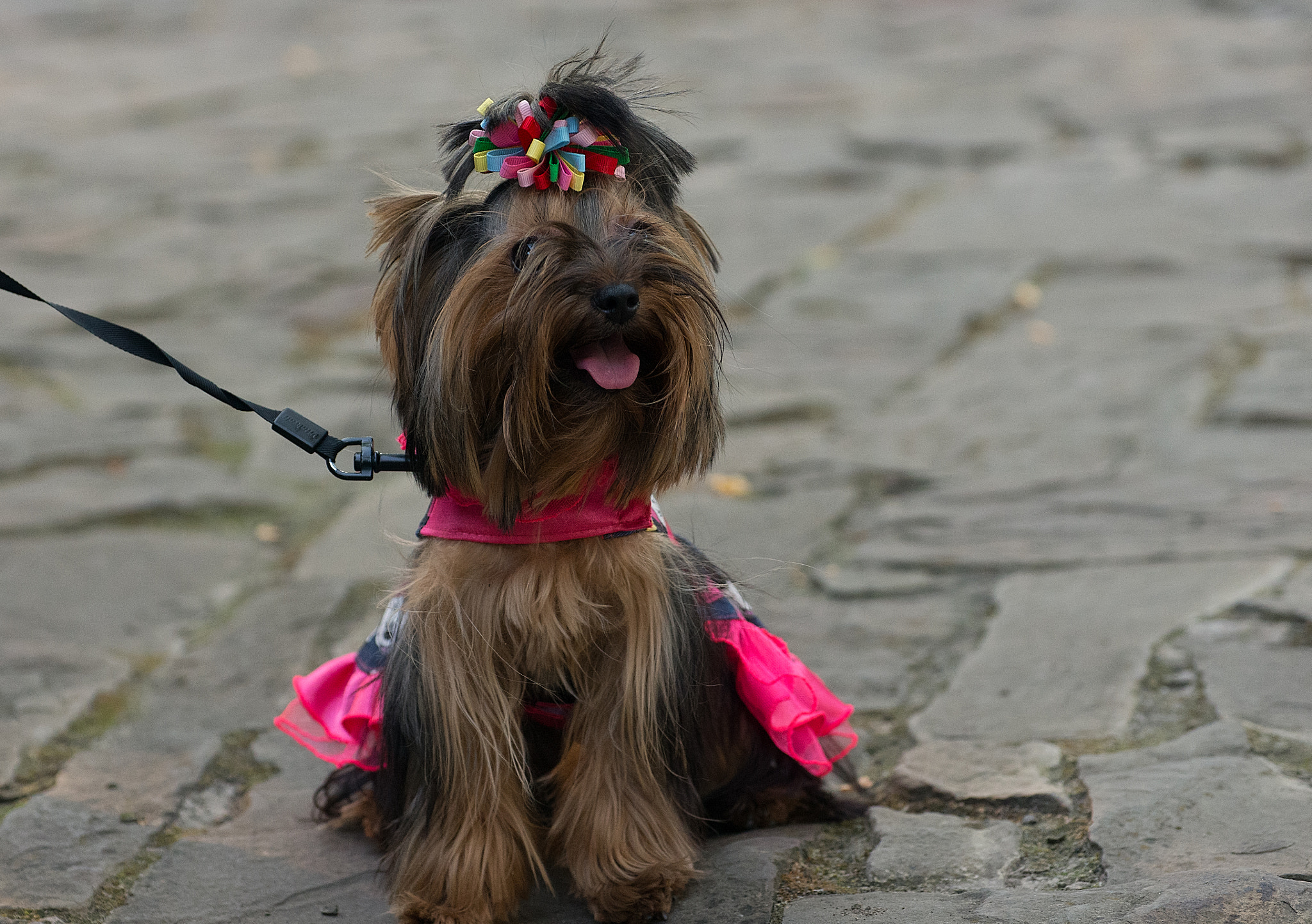 Pentax K-5 IIs sample photo. Fashion dogs photography