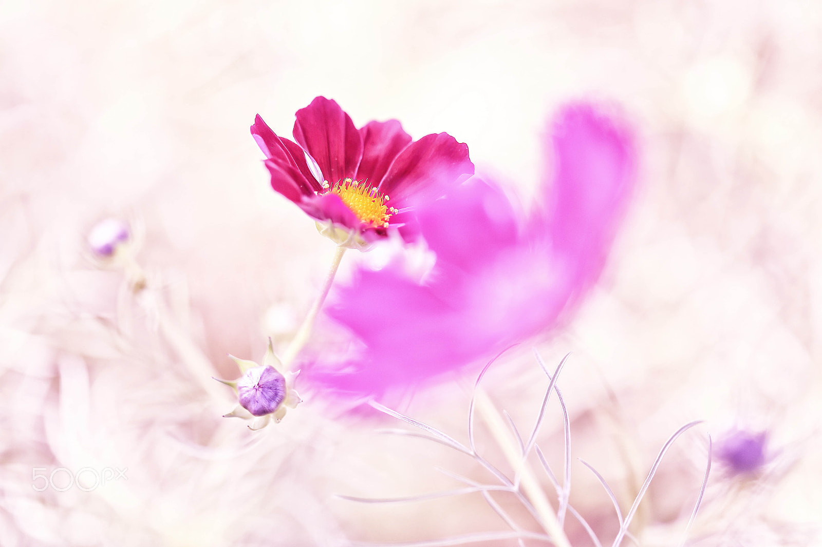 Canon EF 100mm F2.8L Macro IS USM sample photo. Tendery photography