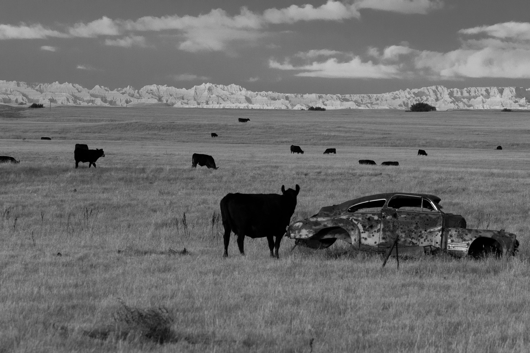 Nikon D7100 + Sigma 50-150mm F2.8 EX APO DC OS HSM sample photo. Cows and car photography