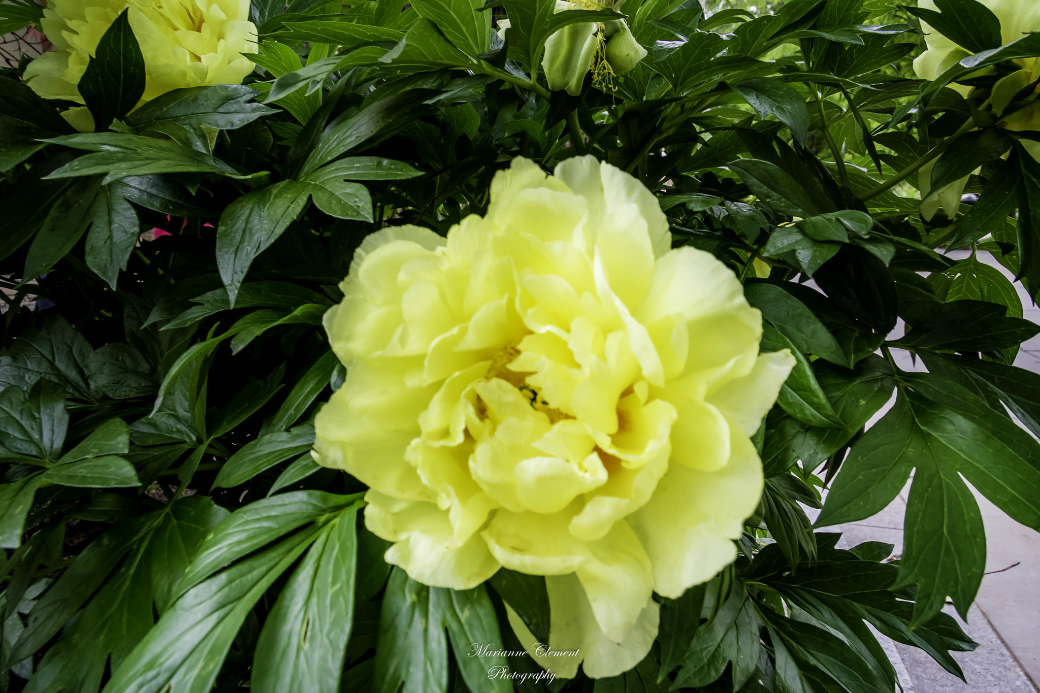 Canon EF-S 17-85mm F4-5.6 IS USM sample photo. Beautiful yellow rose photography