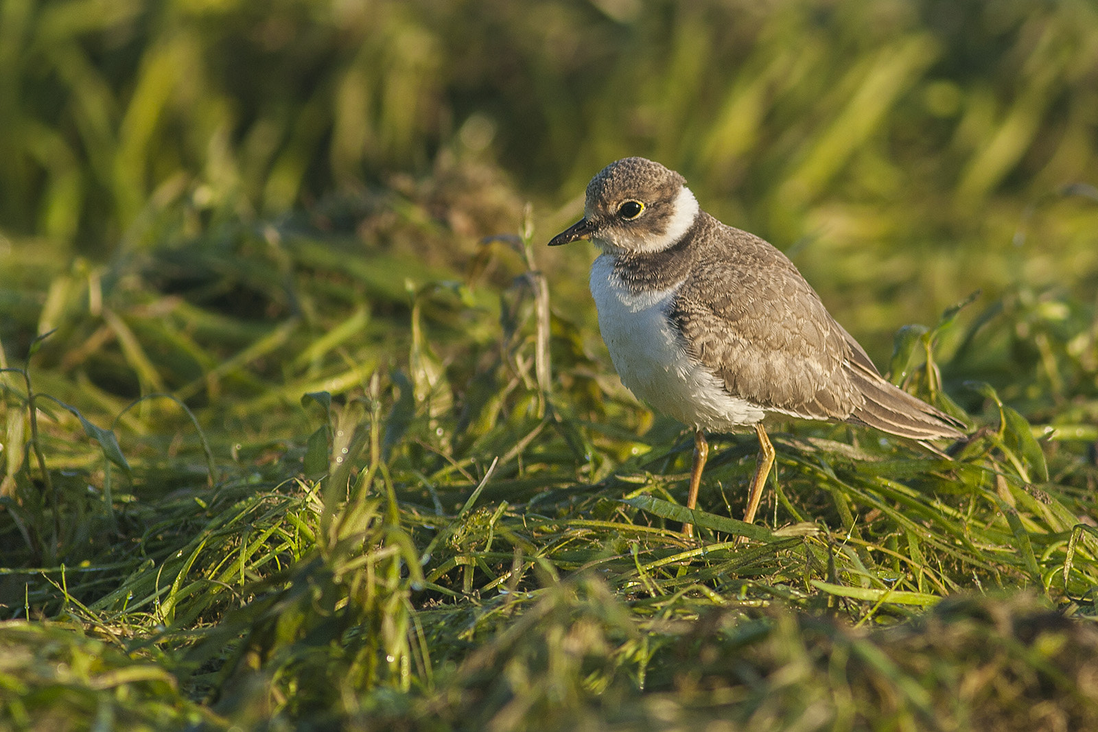 Canon EOS 5D Mark II + Canon EF 400mm F5.6L USM sample photo. Little ringed plover photography