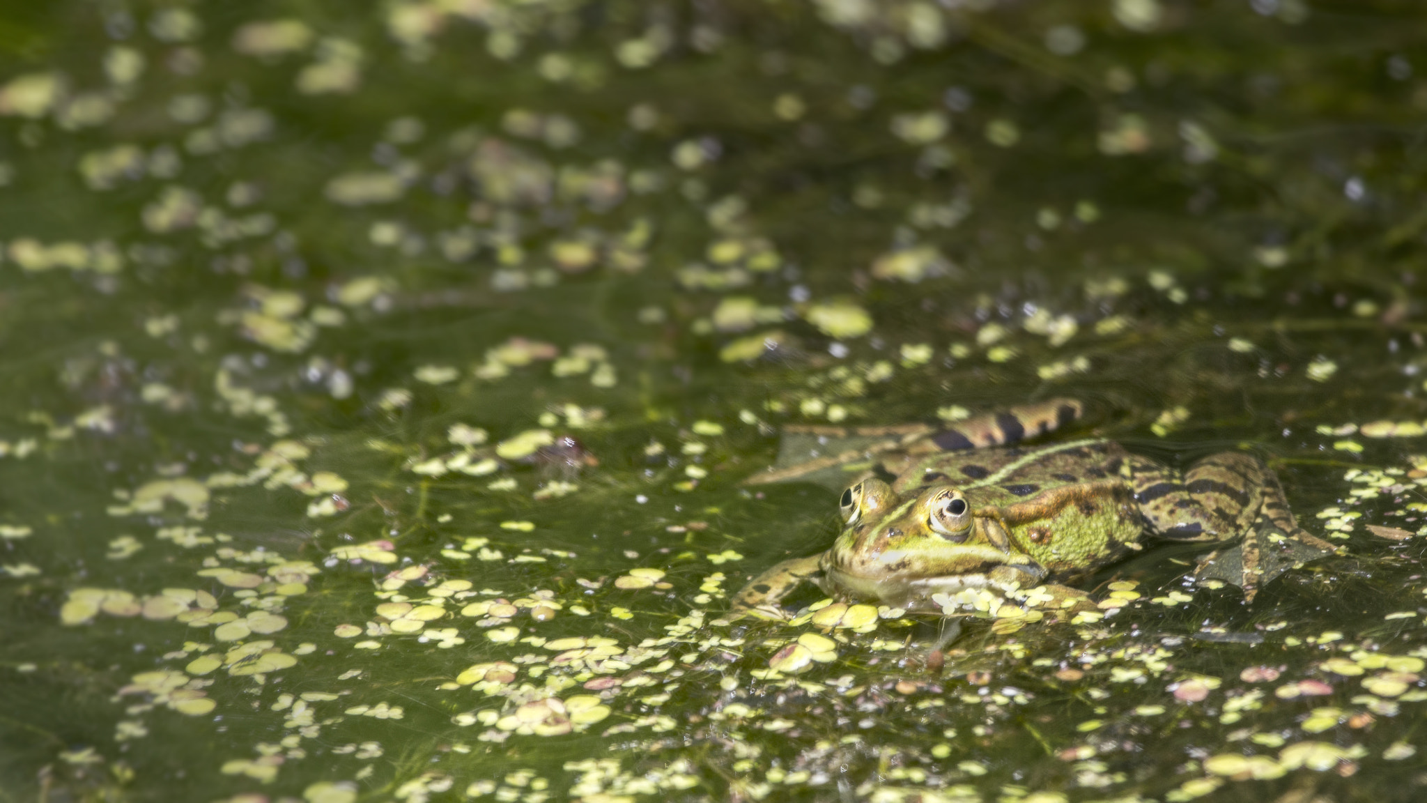 Canon EOS 600D (Rebel EOS T3i / EOS Kiss X5) + Canon EF 100-400mm F4.5-5.6L IS USM sample photo. Frog photography