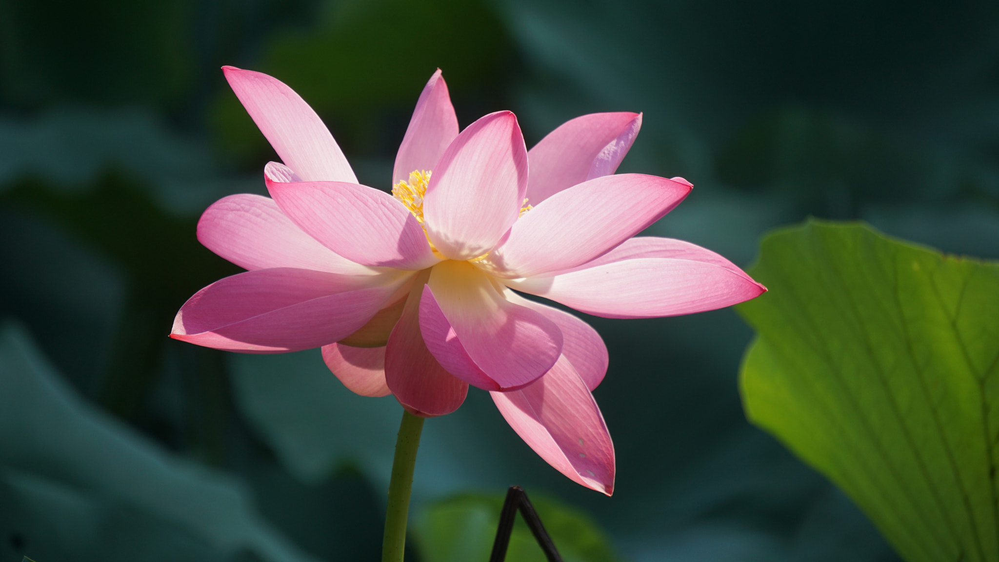 Sony E 55-210mm F4.5-6.3 OSS sample photo. 圆明园里的荷花 photography