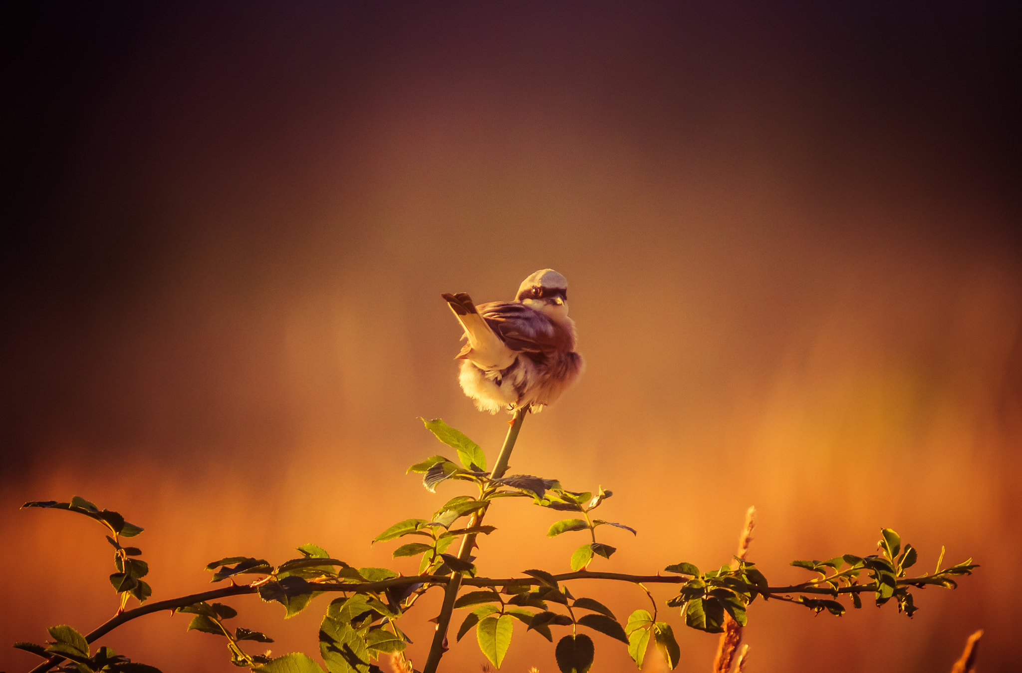 Sigma 50-500mm f/4-6.3 APO HSM EX sample photo. Evening contentment photography