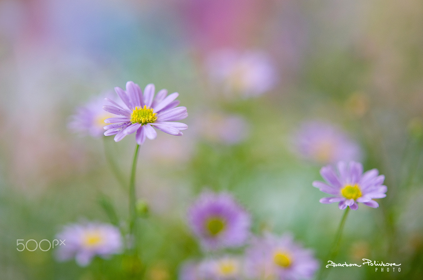 Nikon AF-S Micro-Nikkor 60mm F2.8G ED sample photo. Fairy tale photography