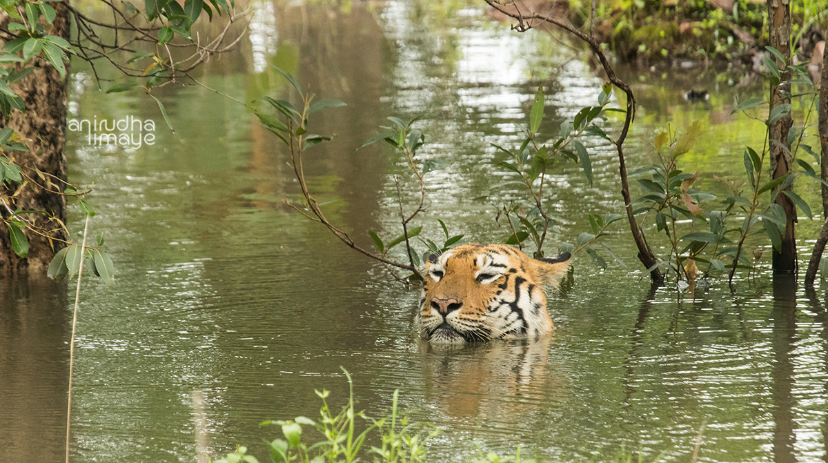 Canon EOS 7D Mark II + Canon EF 100-400mm F4.5-5.6L IS USM sample photo. #maya the #tadoba #queen photography