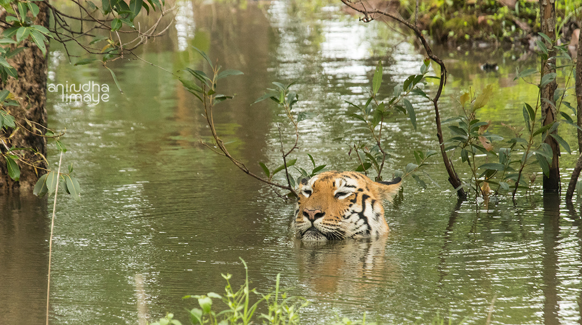 Canon EF 100-400mm F4.5-5.6L IS USM sample photo. #maya the #tadoba #queen photography