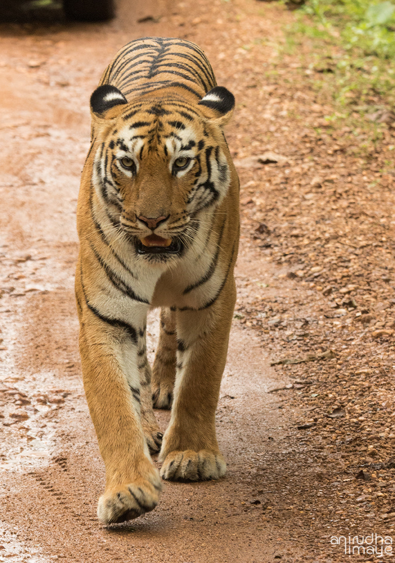 Canon EF 100-400mm F4.5-5.6L IS USM sample photo. #maya #walk #attitude photography