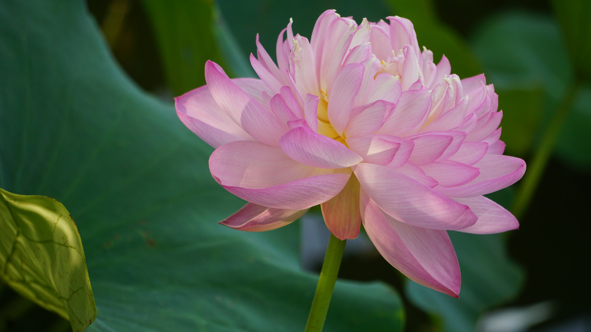 Sony FE 24-240mm F3.5-6.3 OSS sample photo. 圆明园里的荷花 photography