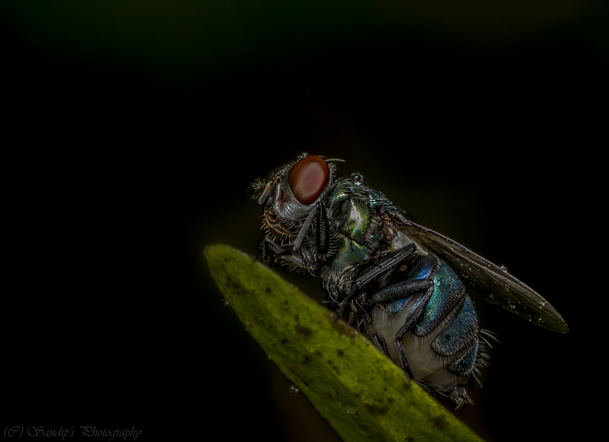 Canon EOS 600D (Rebel EOS T3i / EOS Kiss X5) + Tamron SP AF 90mm F2.8 Di Macro sample photo. Rain bath.... photography