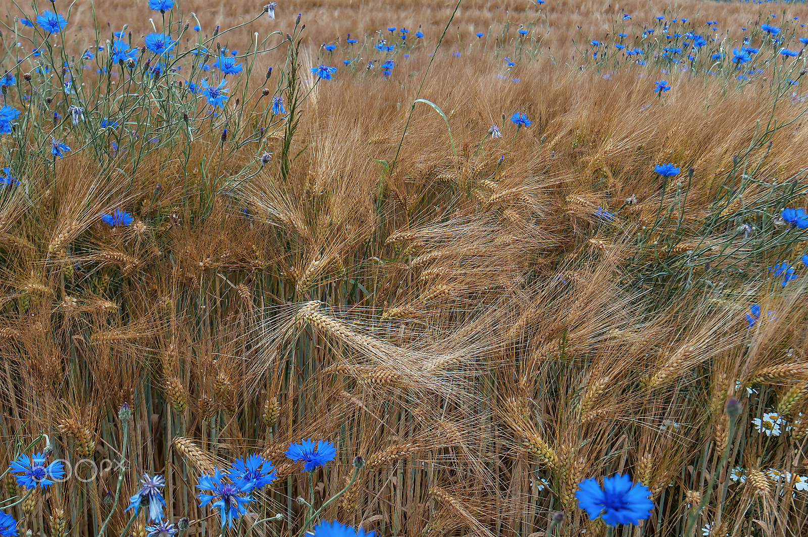 Nikon AF-S Nikkor 16-35mm F4G ED VR sample photo. Kornblumen im feld photography