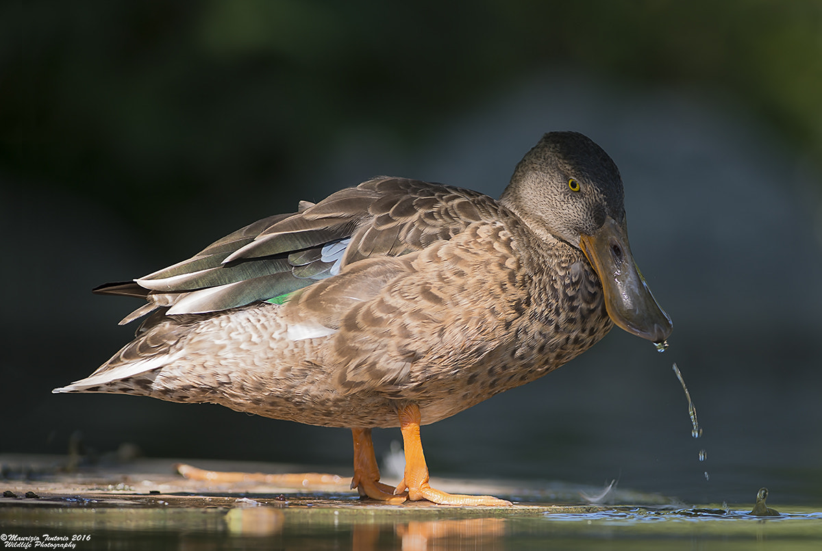 Nikon AF-S Nikkor 300mm F2.8G ED VR II sample photo. Mestolone anas clypeata photography