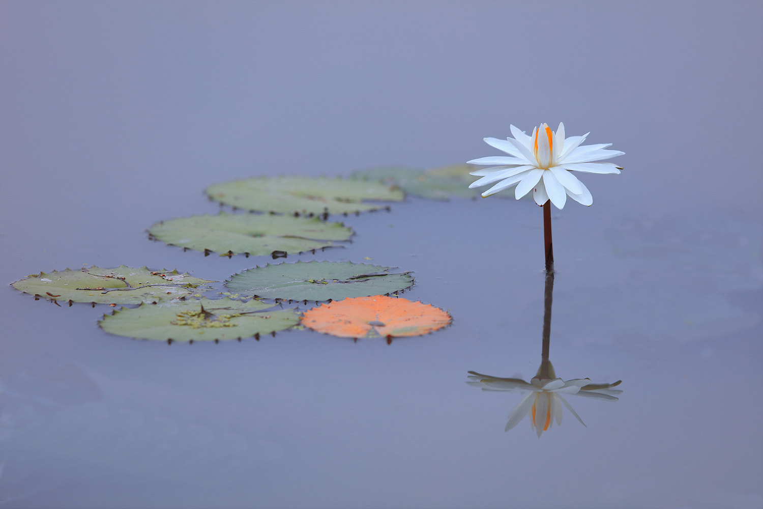 Canon EOS 5DS R + Canon EF 400mm F2.8L IS II USM sample photo. Water lily photography