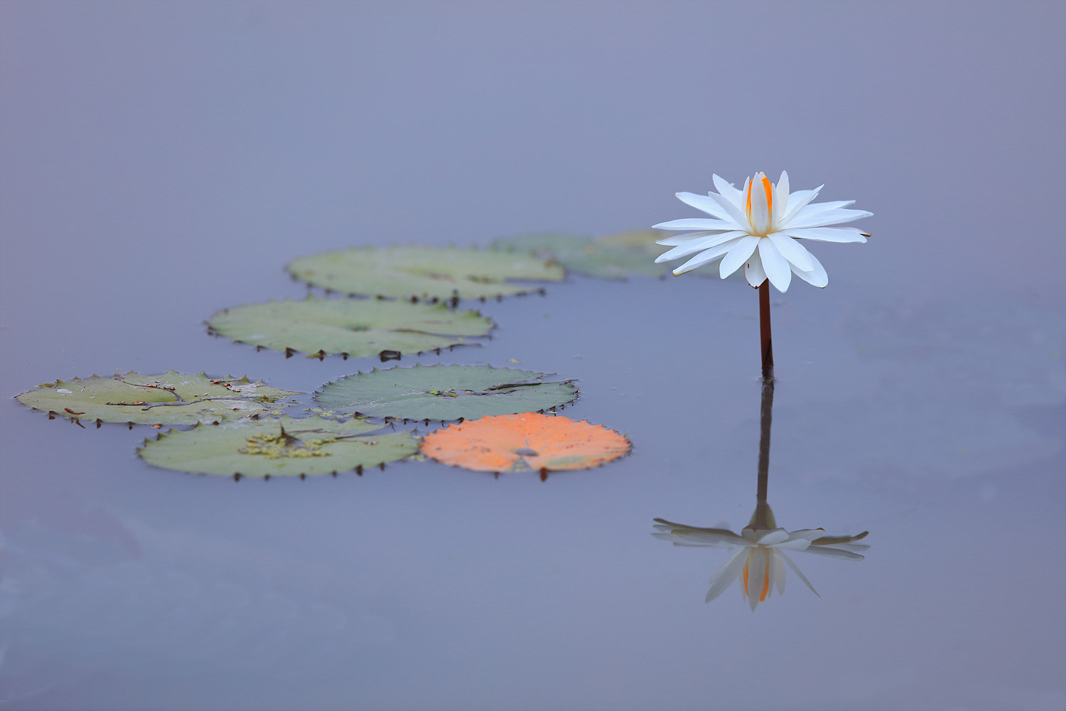 Canon EF 400mm F2.8L IS II USM sample photo. Water lily photography