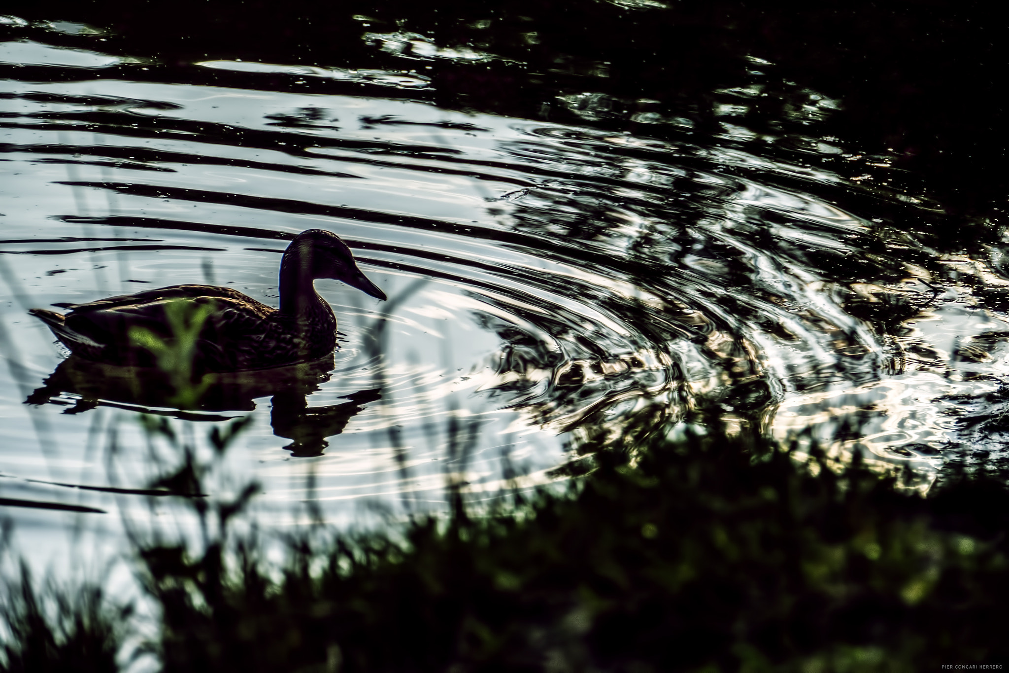 Panasonic Lumix DMC-GH2 sample photo. Il sasso nello stagno photography