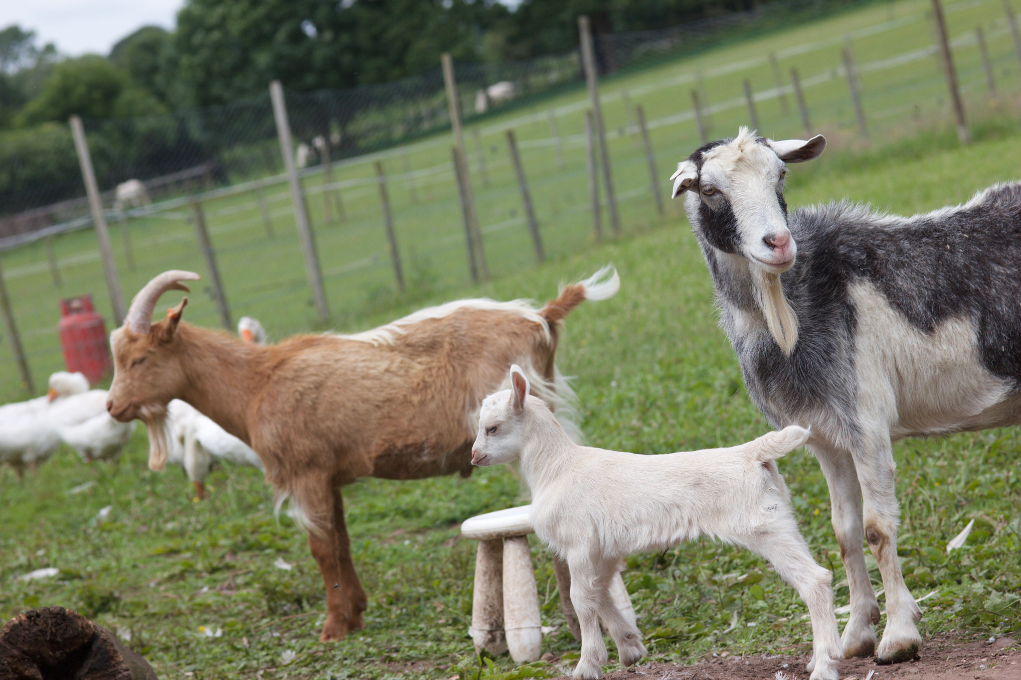 Canon EOS 550D (EOS Rebel T2i / EOS Kiss X4) + Sigma 105mm F2.8 EX DG Macro sample photo. The happy goat family photography