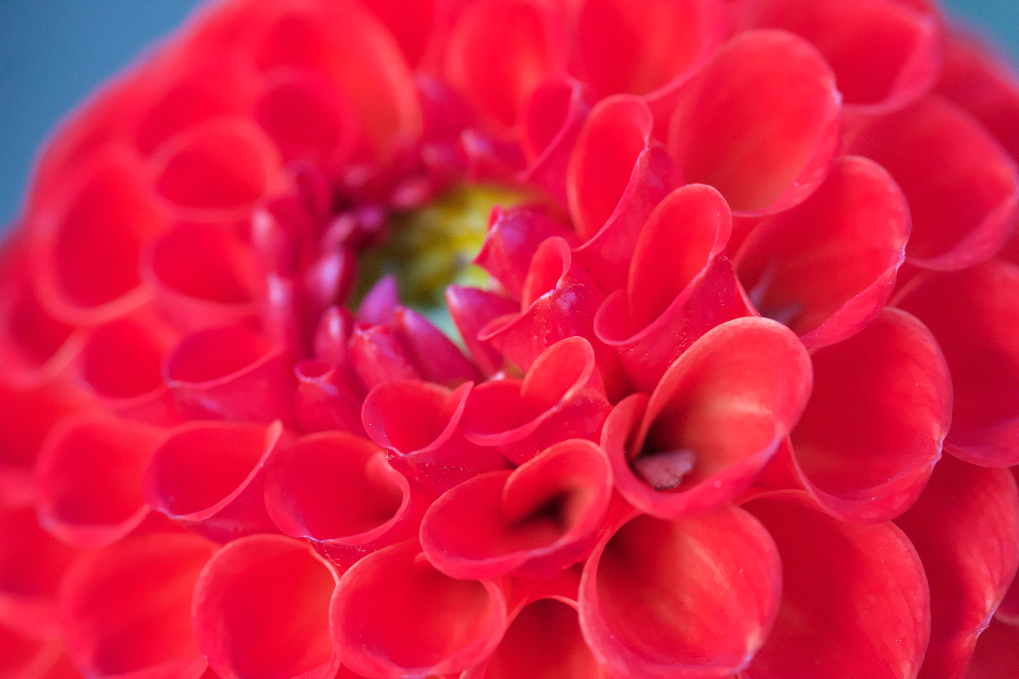 Canon EOS 550D (EOS Rebel T2i / EOS Kiss X4) + Sigma 105mm F2.8 EX DG Macro sample photo. The red dahlia photography