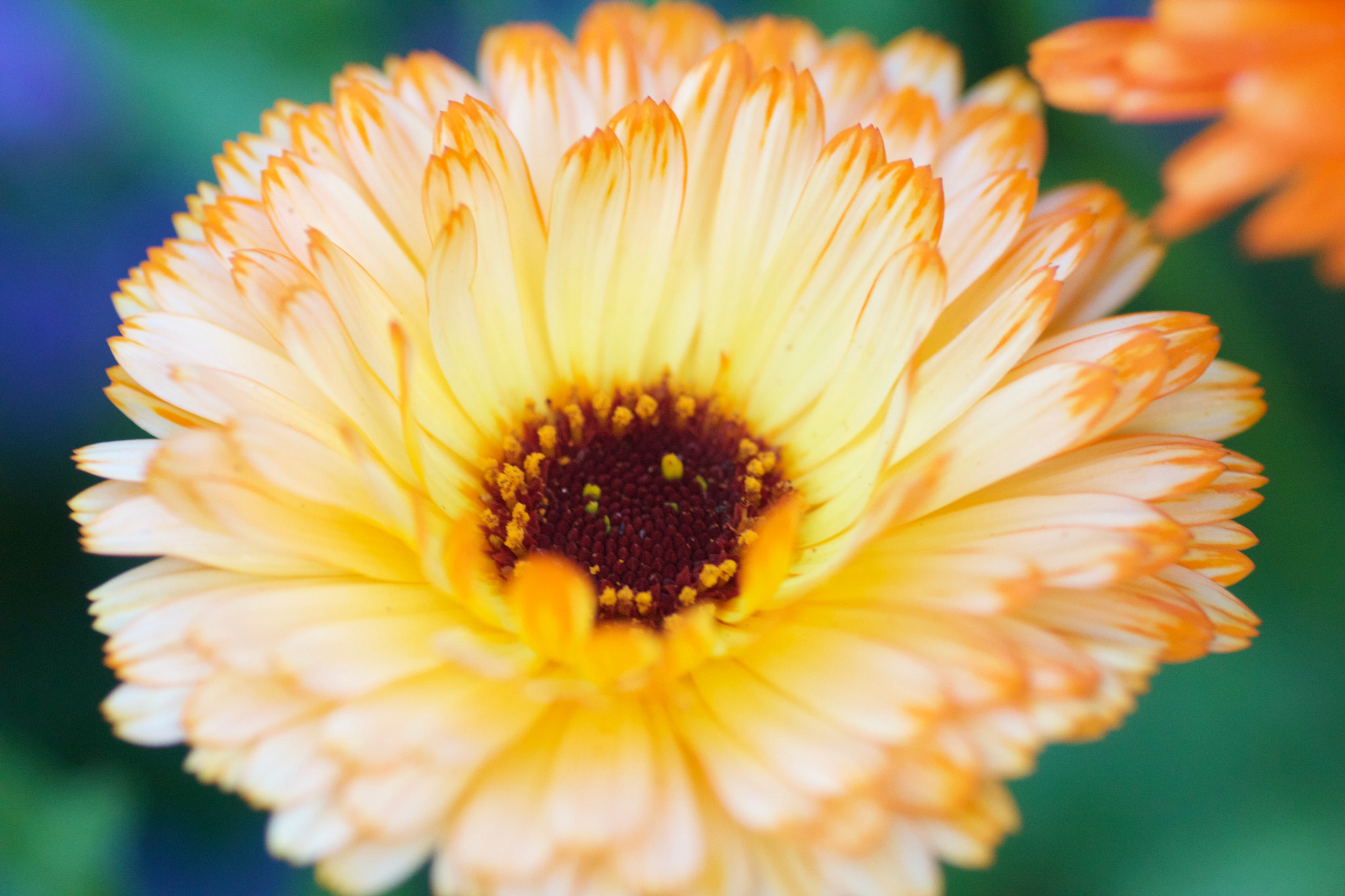 Canon EOS 550D (EOS Rebel T2i / EOS Kiss X4) + Sigma 105mm F2.8 EX DG Macro sample photo. Marigold closeup photography