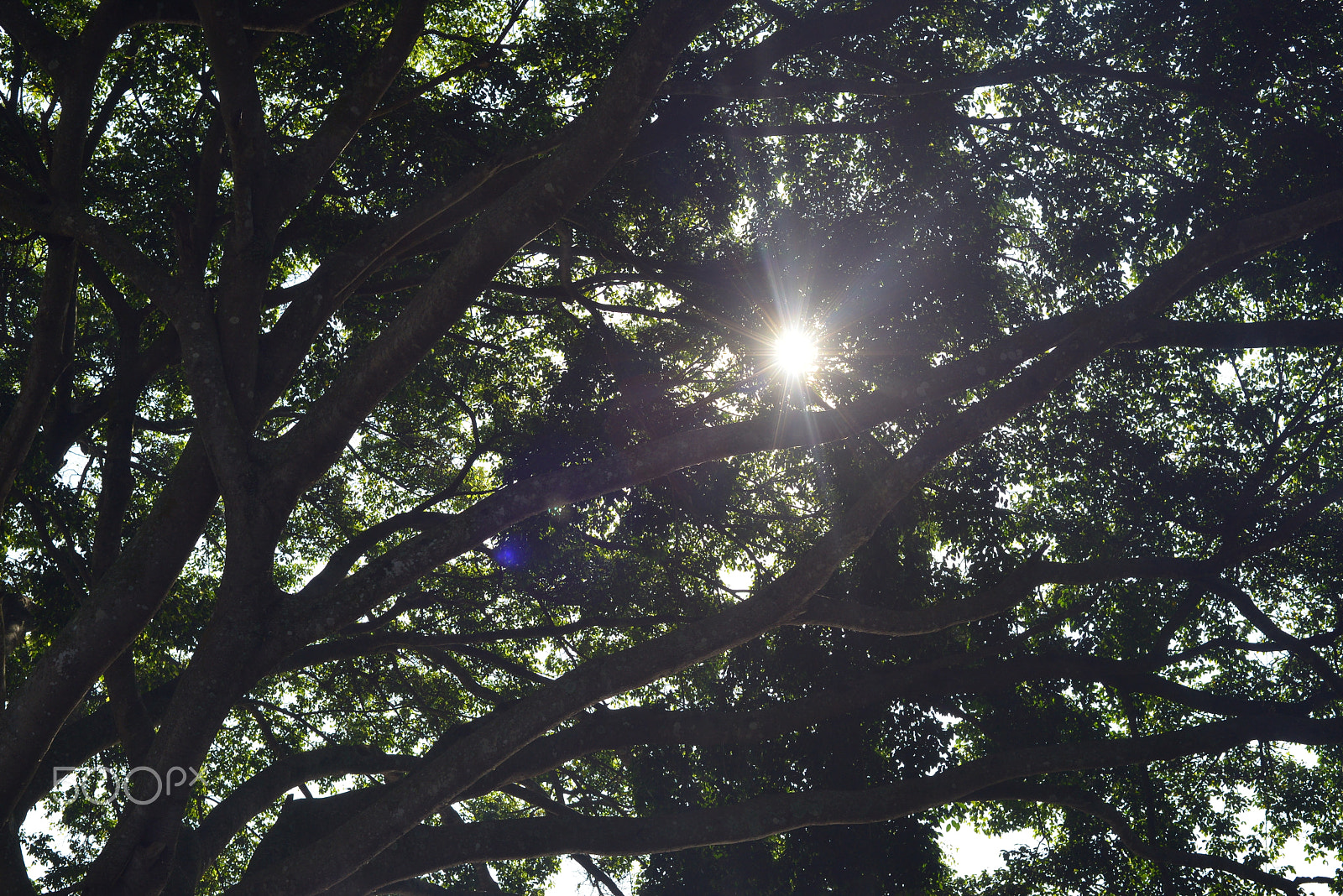 Manual Lens No CPU sample photo. Ste_3401.jpg photography