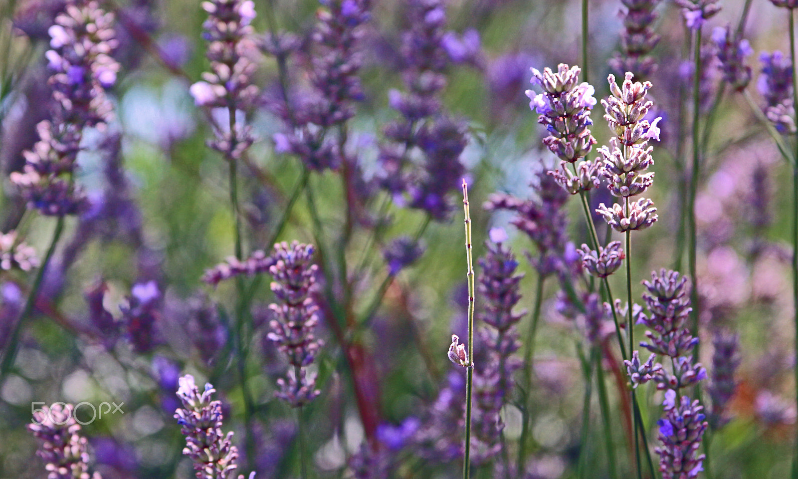 Canon EF 28-135mm F3.5-5.6 IS USM sample photo. Lavender dreaming.... photography