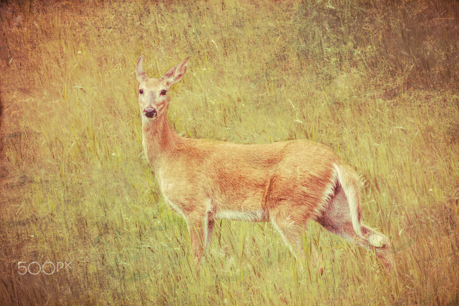 Canon EOS 5DS R sample photo. Whitetail doe photography