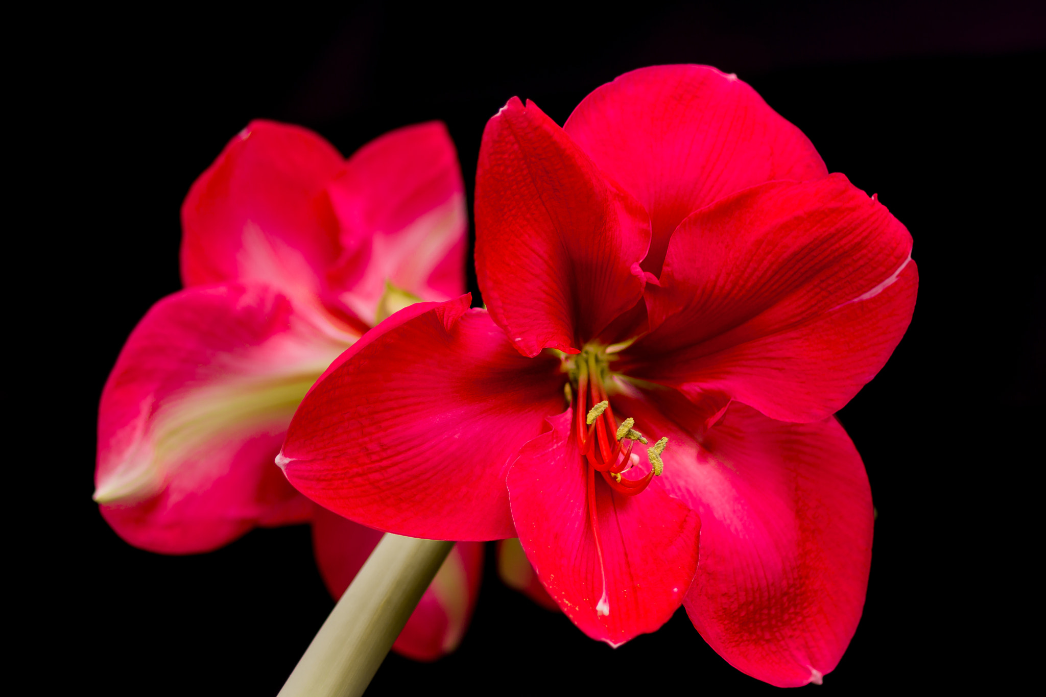 Sony SLT-A77 + Sony 100mm F2.8 Macro sample photo. Amaryllis. photography