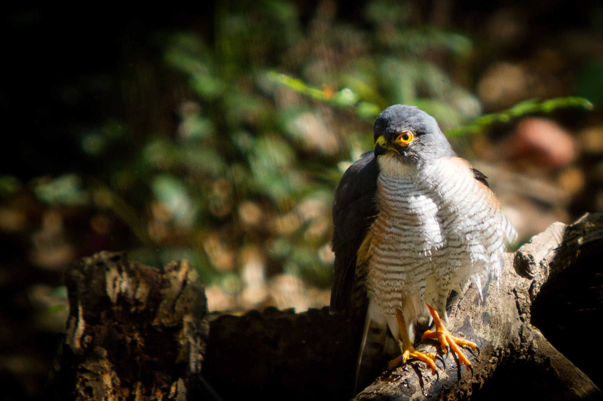 Canon EF 70-200mm F2.8L IS USM sample photo. Little sparrowhawk photography