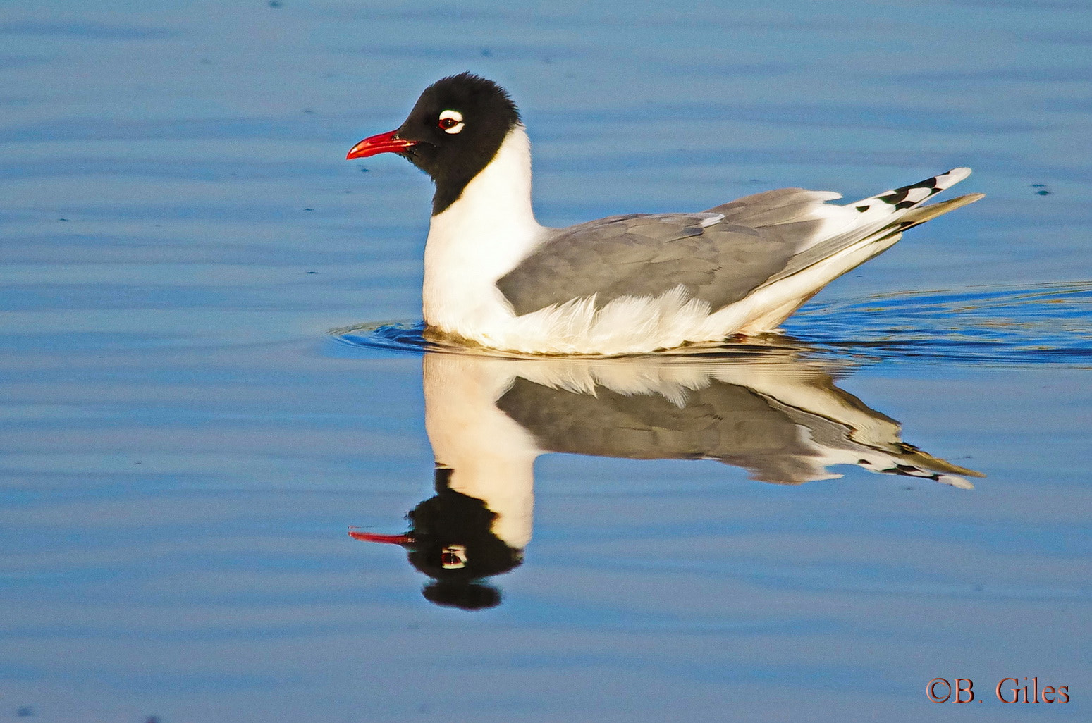 Sigma 150-500mm F5-6.3 DG OS HSM sample photo. Calm water franklin's gull photography