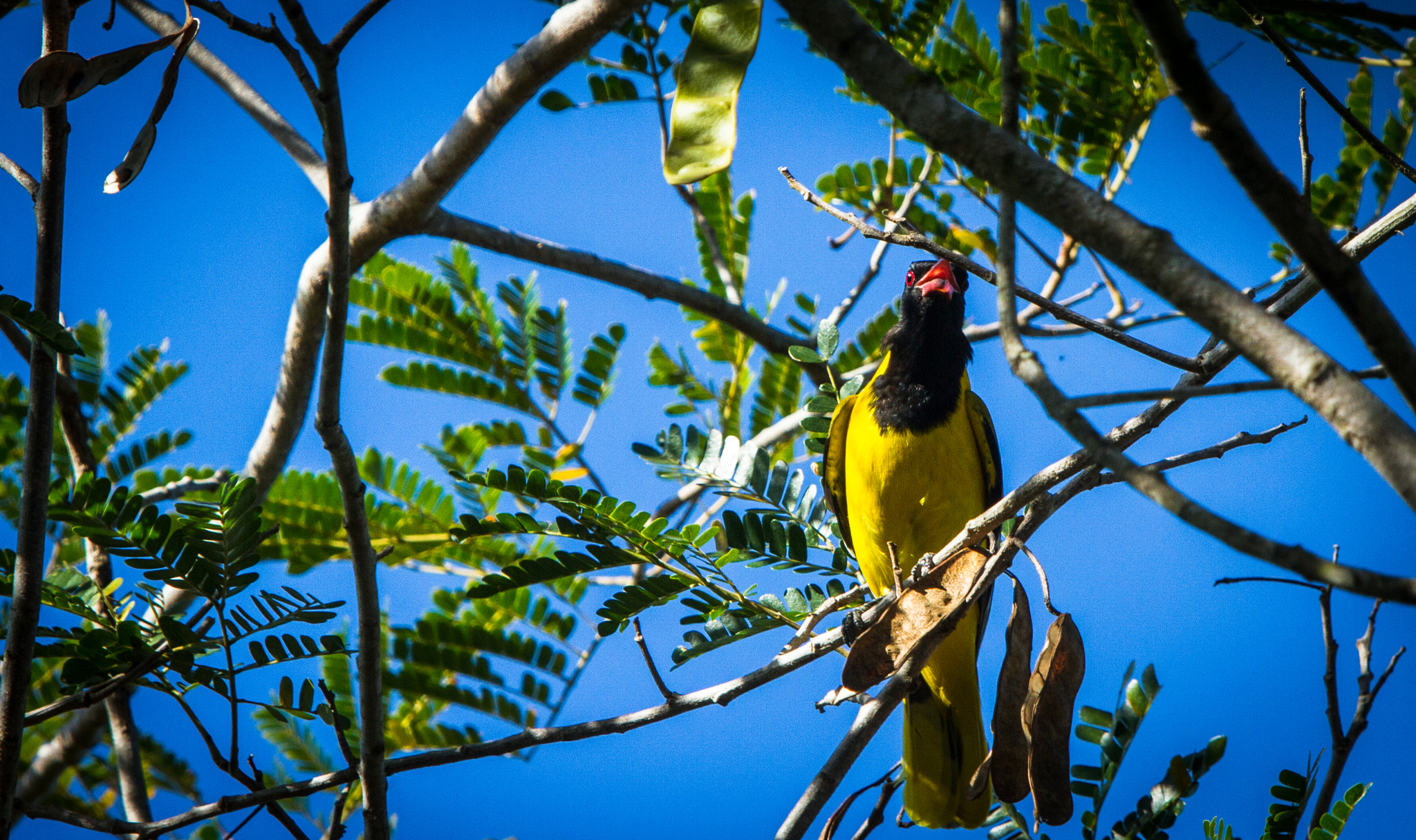 Canon EF 70-200mm F2.8L IS USM sample photo. Black headed oriol photography