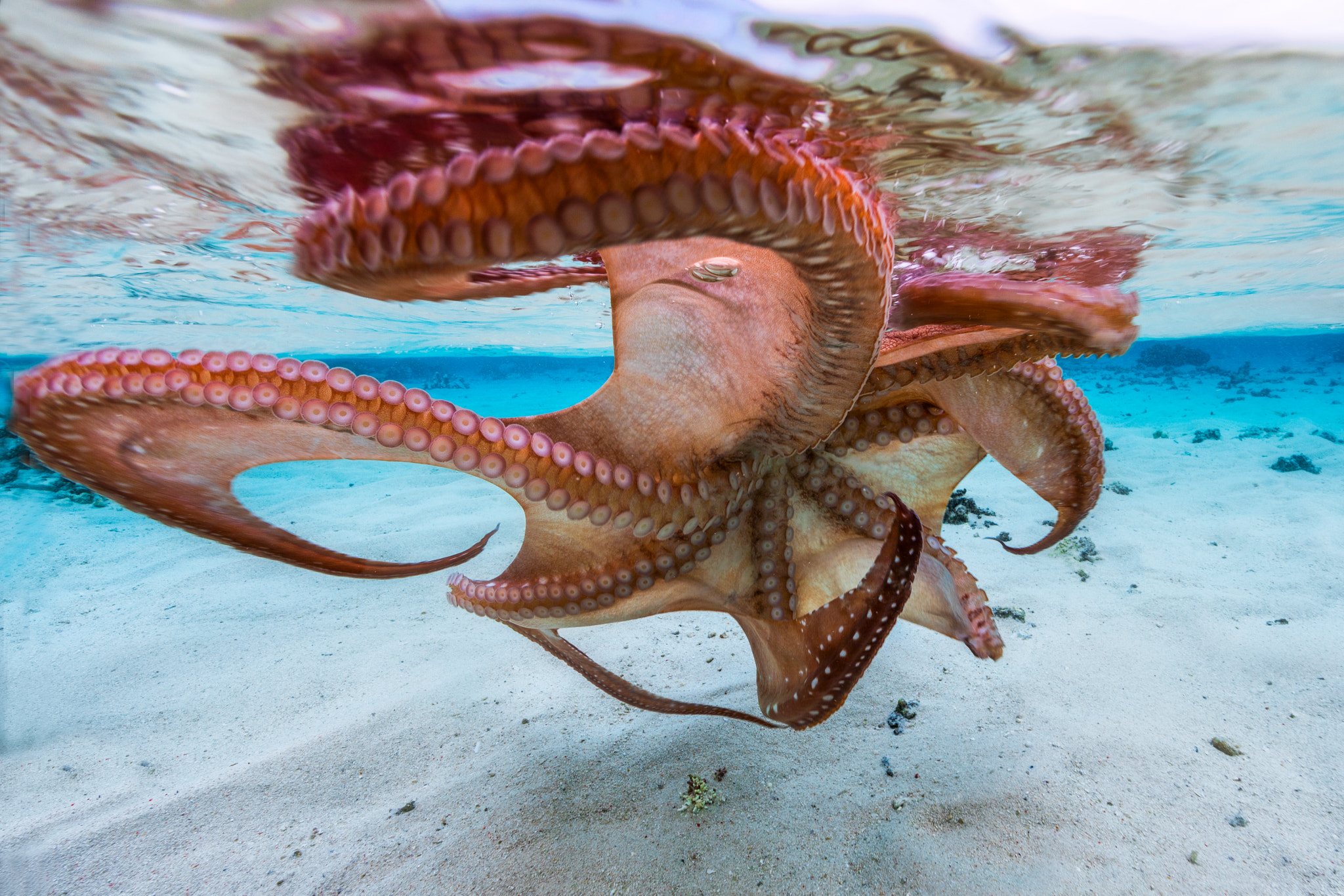 Canon EF 14mm F2.8L II USM sample photo. The octopus photography