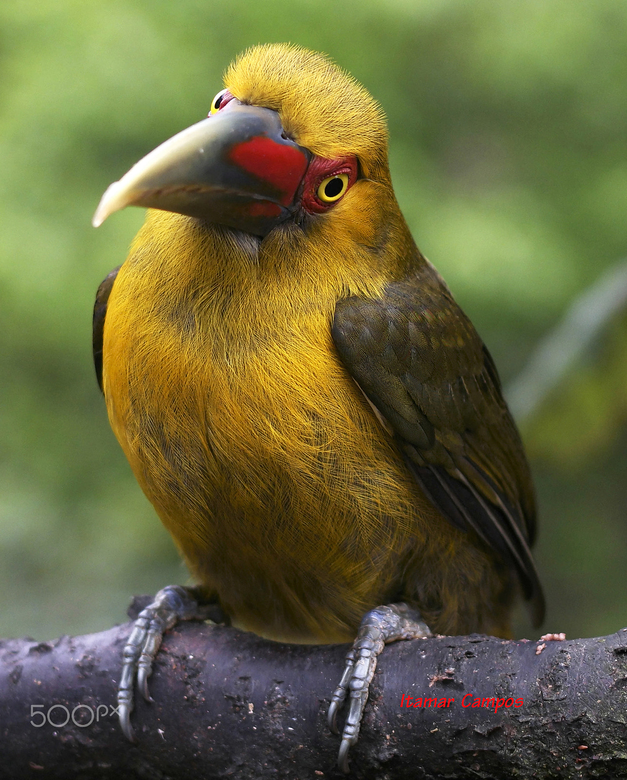 Samsung NX500 + Samsung NX 45mm F1.8 sample photo. Saffron toucanet photography