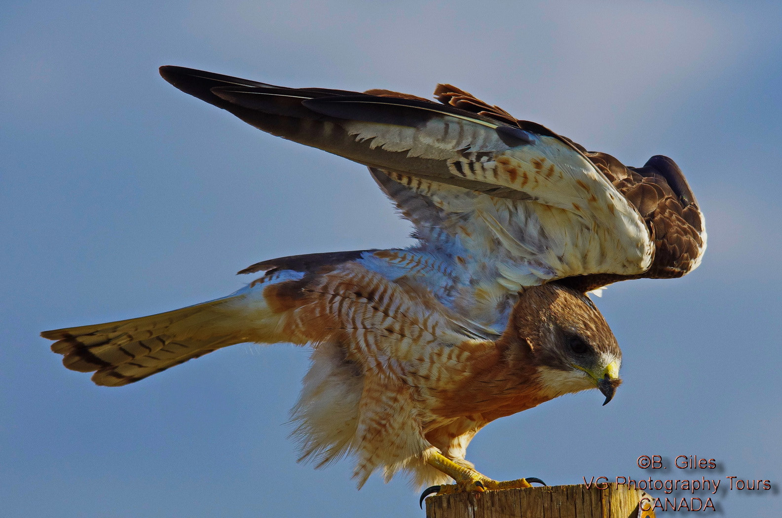 Sigma 150-500mm F5-6.3 DG OS HSM sample photo. Red-tail streatch photography