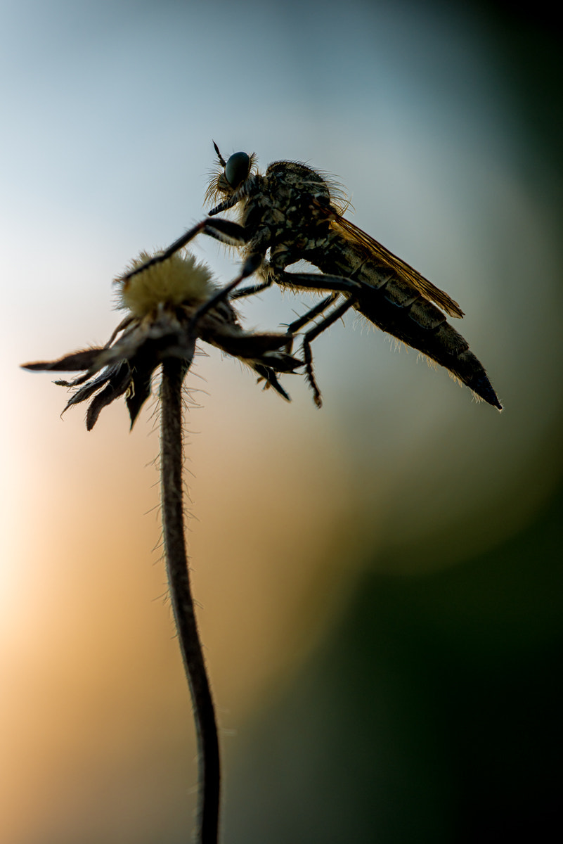 Sigma 150mm F2.8 EX DG OS Macro HSM sample photo. - the dark lordess - photography