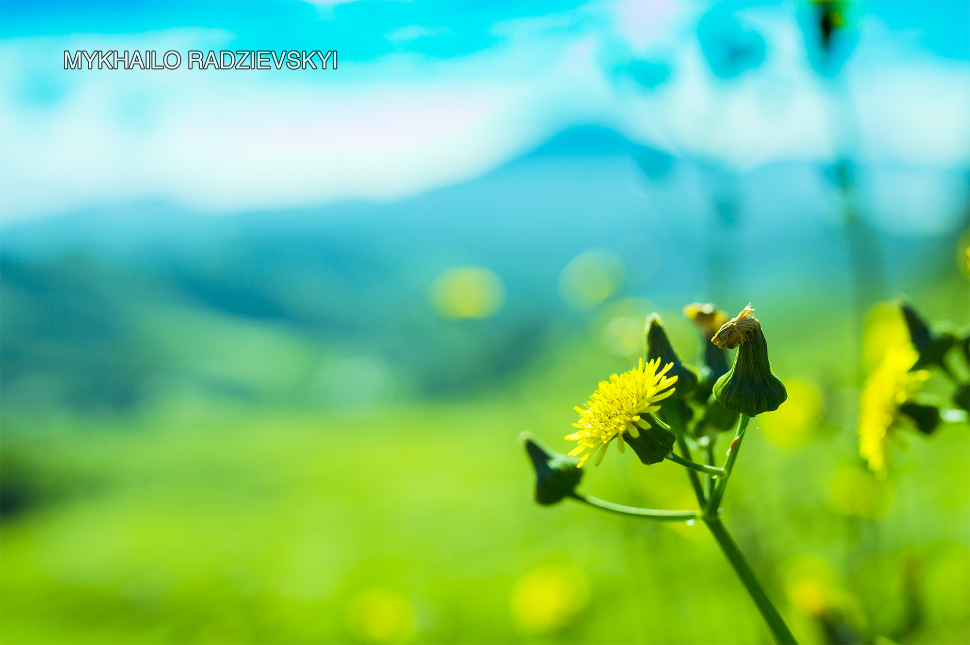 Nikon D3200 + Sigma 35mm F1.4 DG HSM Art sample photo. Flower on tea plantation photography