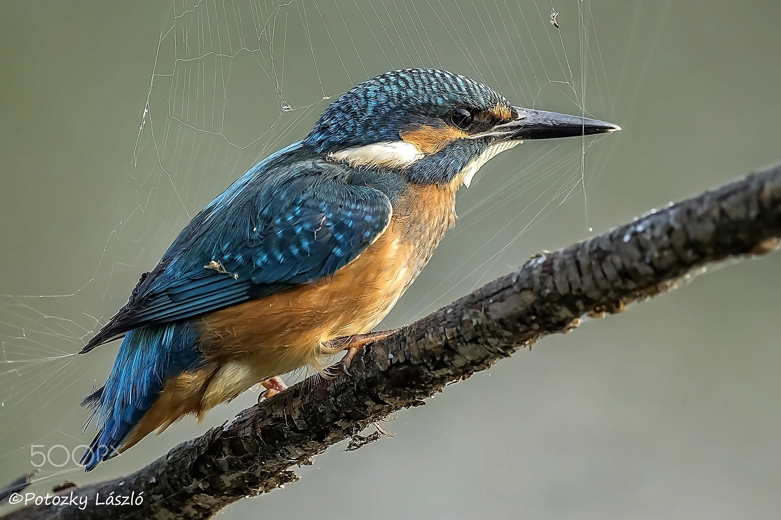 Olympus OM-D E-M1 + OLYMPUS M.300mm F4.0 sample photo. "caught" in the spider web photography