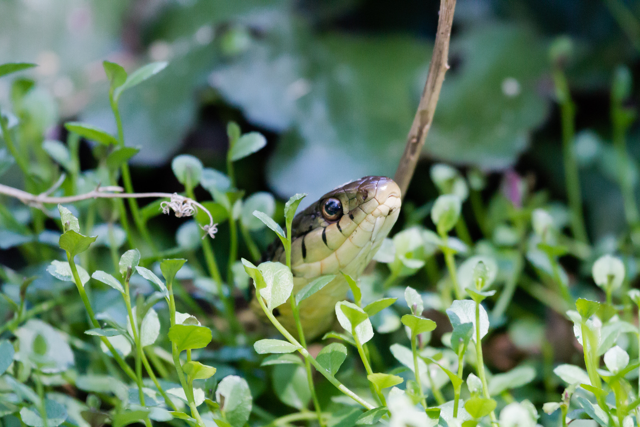 Canon EOS 1100D (EOS Rebel T3 / EOS Kiss X50) + Canon EF 100-400mm F4.5-5.6L IS USM sample photo. Garter snake photography