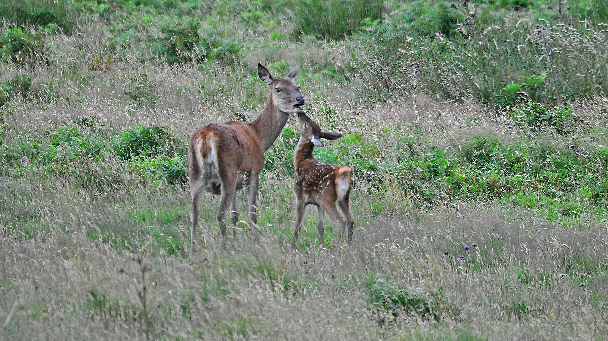 Sigma 150-500mm F5-6.3 DG OS HSM sample photo. Hey mum! photography