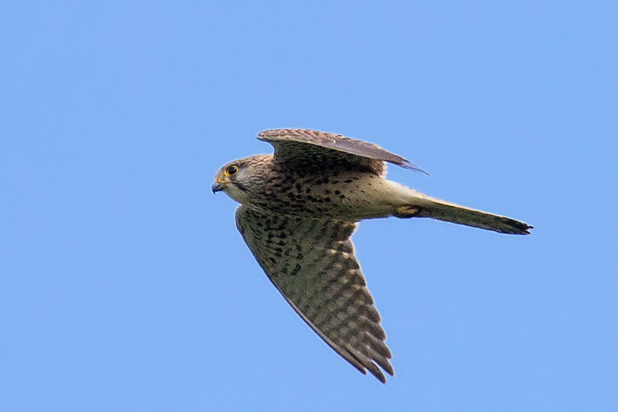 Canon EF 300mm F4L IS USM sample photo. Turmfalke photography