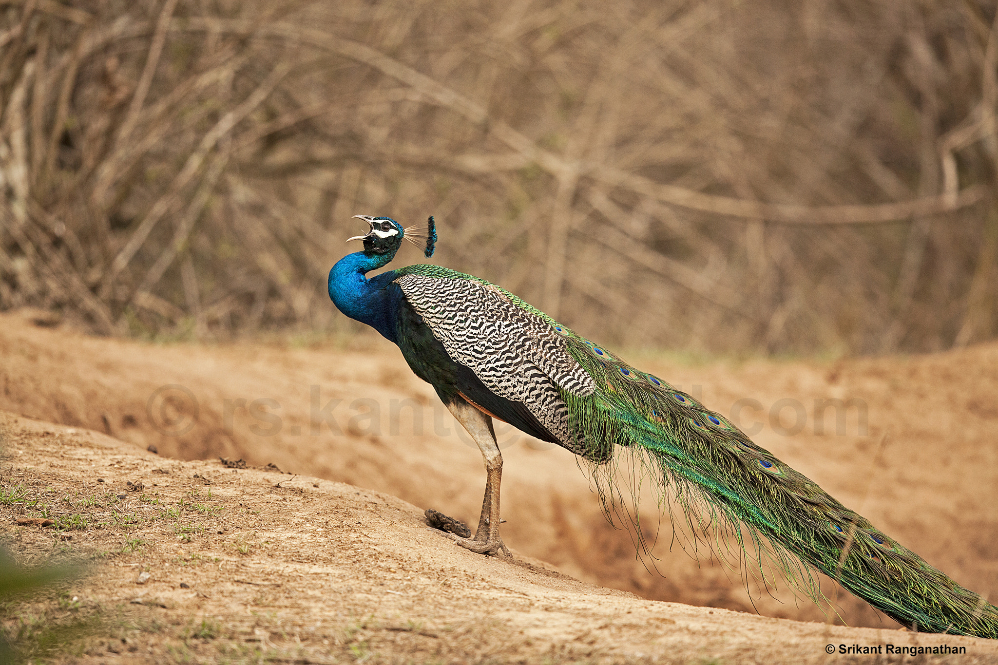 Canon EOS 5D Mark II + Canon EF 500mm F4L IS II USM sample photo. Call of the peacock photography