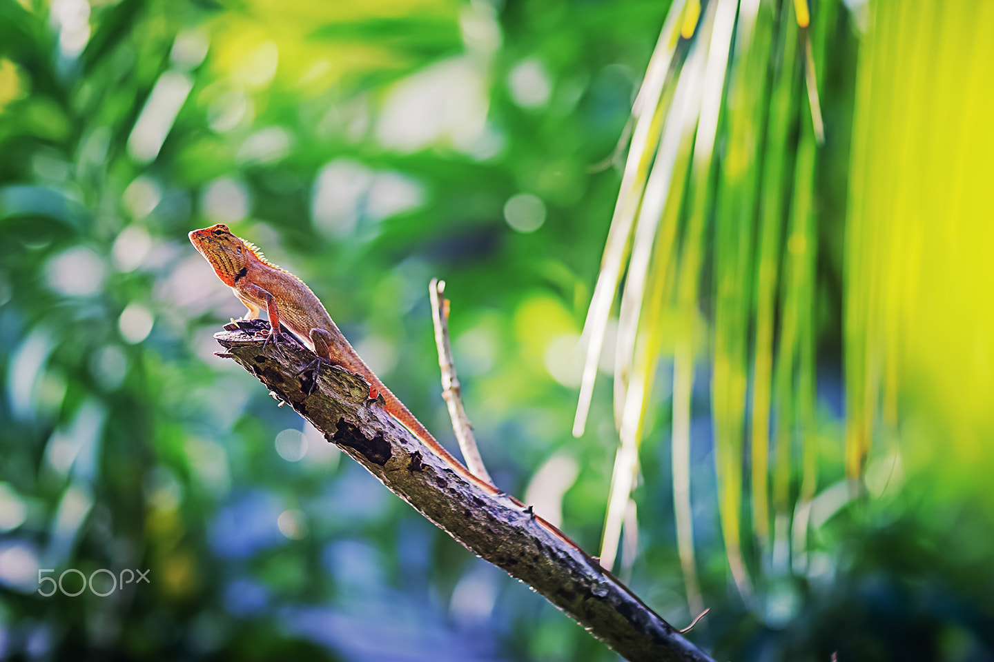 Sony a99 II + Sony 100mm F2.8 Macro sample photo. Oriental garden lizard photography