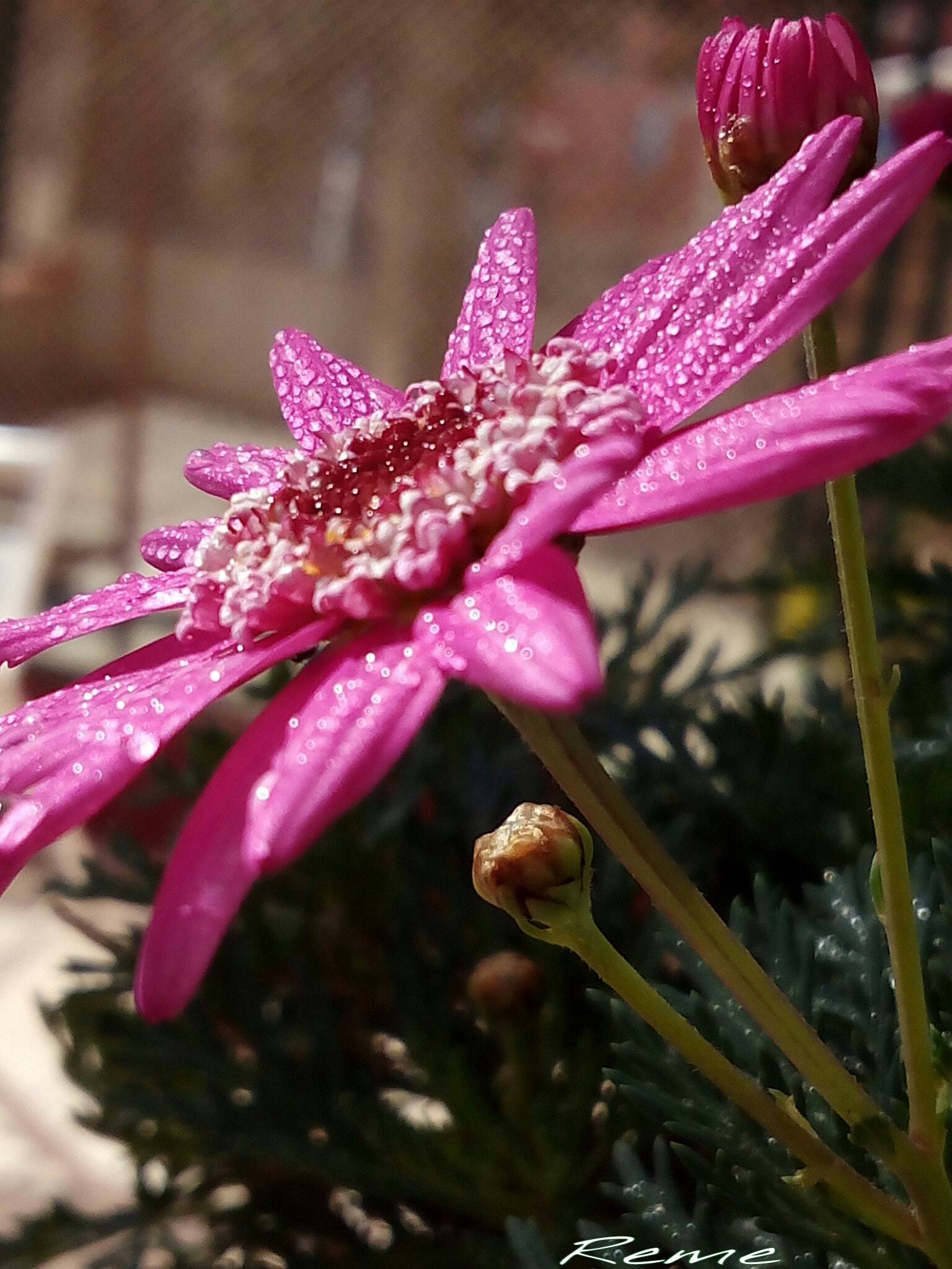 bq Aquaris E5 HD sample photo. Flor photography